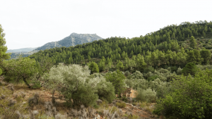 Abandoned Land in Spain