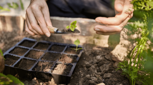 Permaculture Garden, A Beginners Guide to Harvesting Abundance