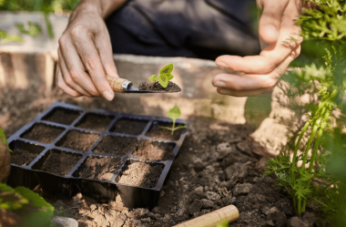 Permaculture Garden: A Beginner’s Guide to Harvesting Abundance