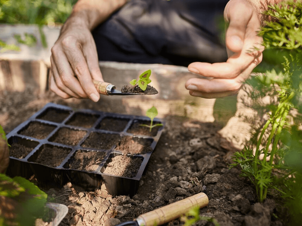 Permaculture Garden, A Beginners Guide to Harvesting Abundance