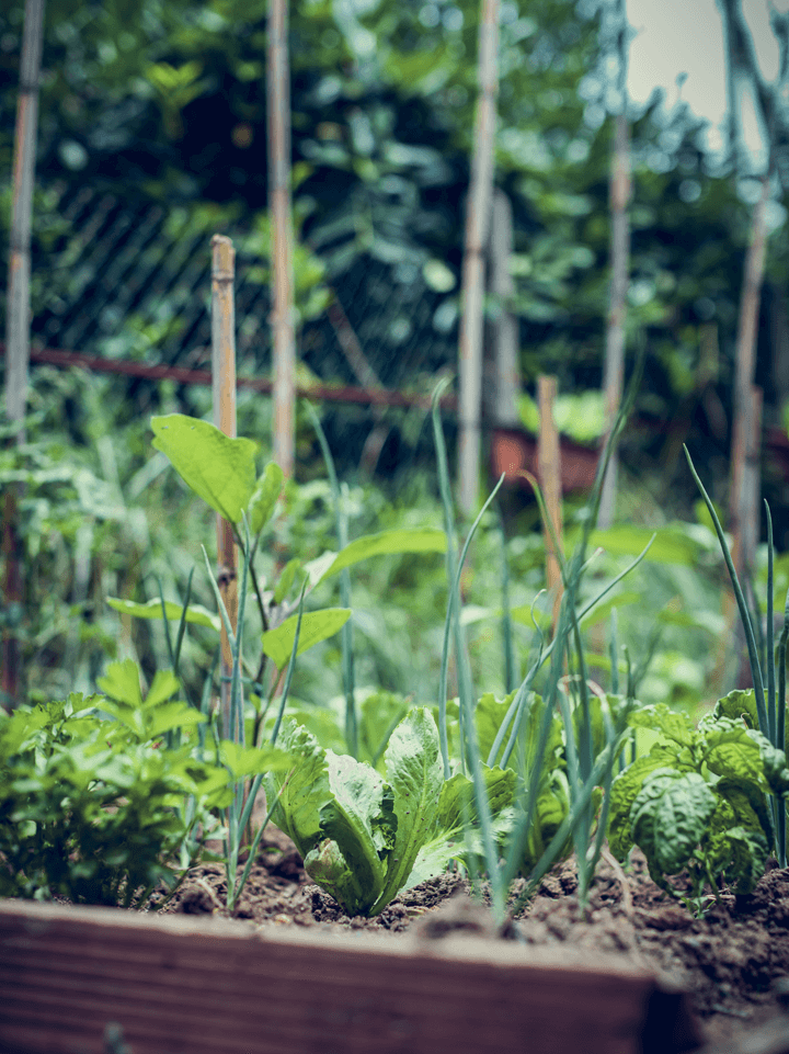 Permaculture Garden